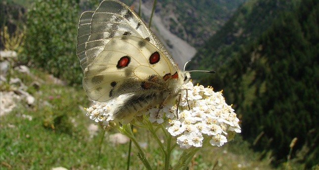 ظهور أنواع جديدة من الفراشات في تركيا بسبب تغير المناخ