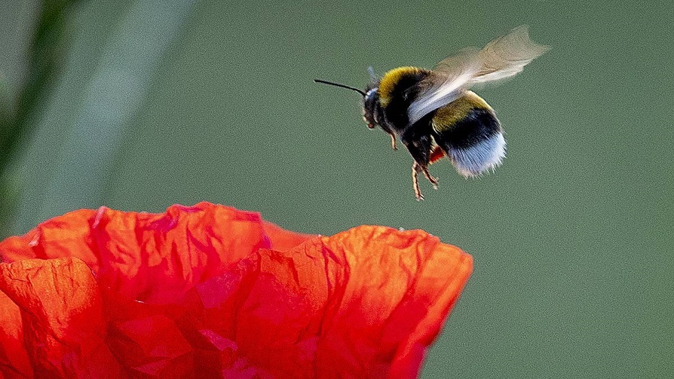 تغيرات المناخ أثّرت على النحل الطنان لأكثر من 100 عام