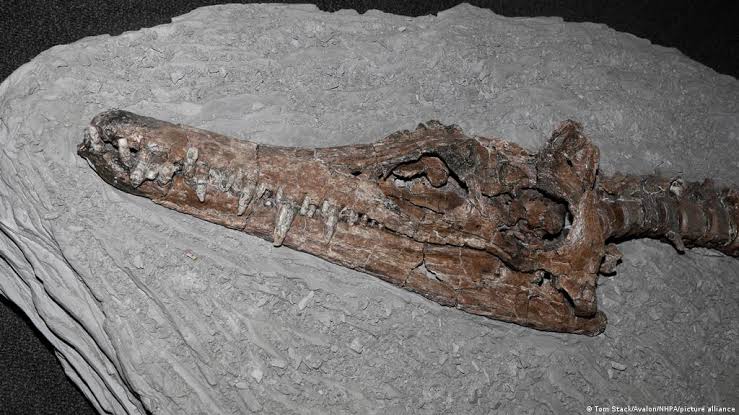اكتشاف بقايا ديناصور يعيد الجدل حول “وحش بحيرة لوخ نيس”