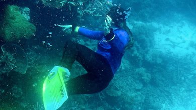 صورة أستراليا.. ظهور أكبر غطاء مرجاني في “الحاجز العظيم” منذ 36 عاماً
