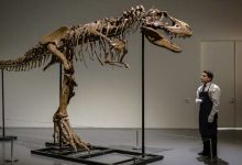 صورة بيع هيكل ديناصور عاش قبل 77 مليون عام برقم خيالي