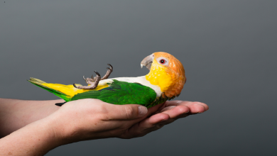 صورة دراسة تكشف سر الذكاء في أدمغة الطيور