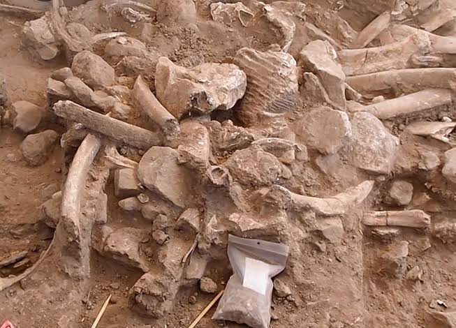 عمرها 37 ألف عام.. بقايا أنثى ماموث تكشف أدلة عن البشر الأوائل بأمريكا الشمالية