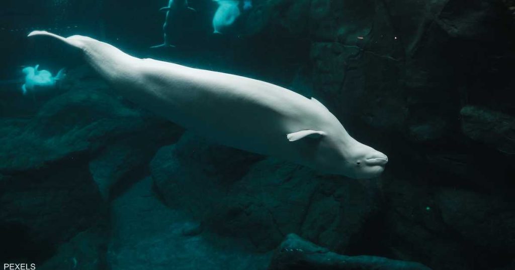 فرنسا تدرس الخيارات لإنقاذ الحوت “التائه” في السين