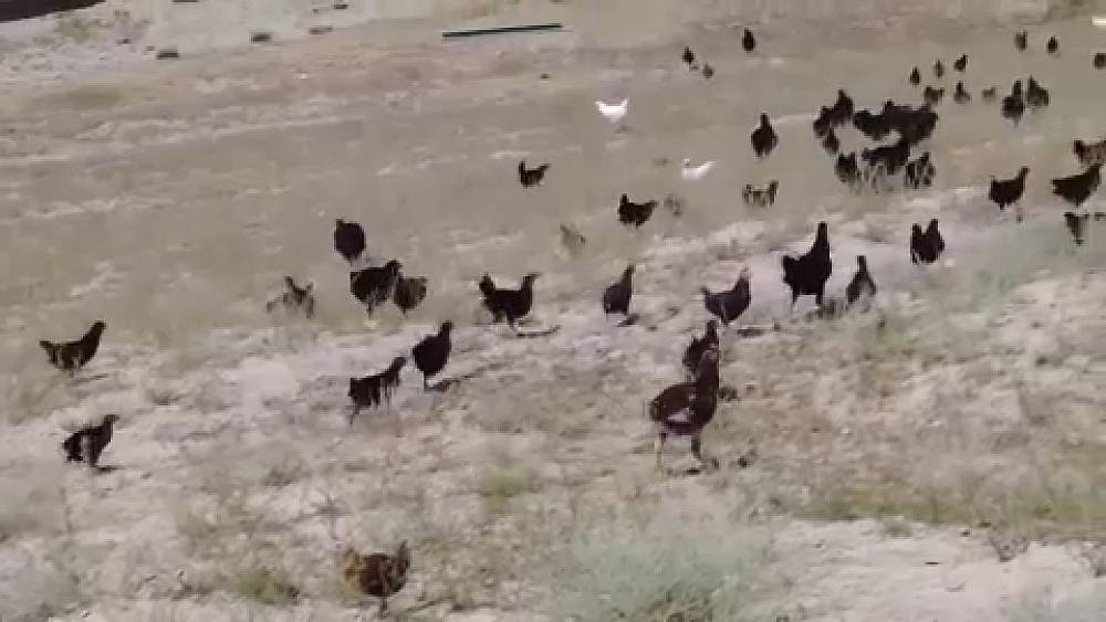 الصين.. تدريب 5 آلاف دجاجة للتتصدّي للجراد في إقليم “شينجيانغ” (فيديو)