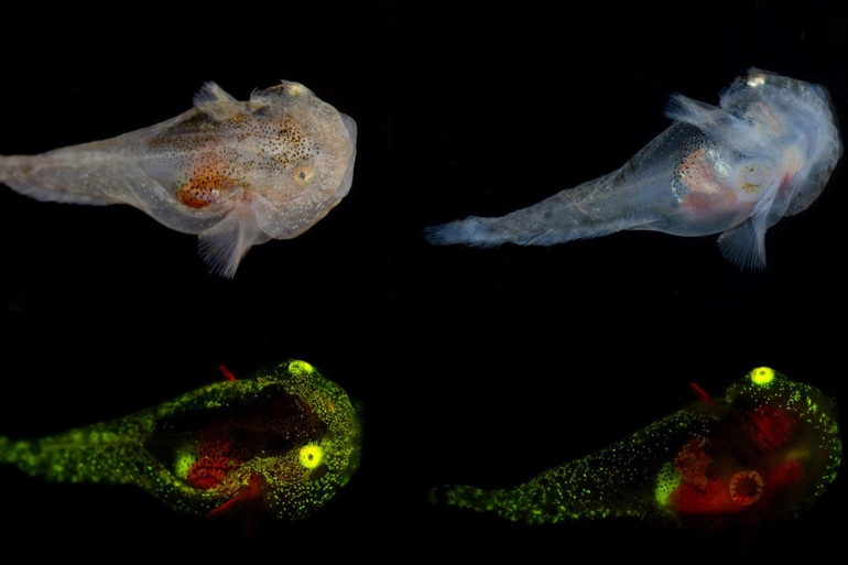 A juvenile Liparis gibbus imaged under white light (top) and under fluorescent lighting (bottom) conditions.