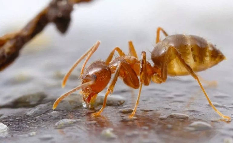 النمل المجنون يغزو قرى هندية ويتسبب بأضرار كبيرة فيها