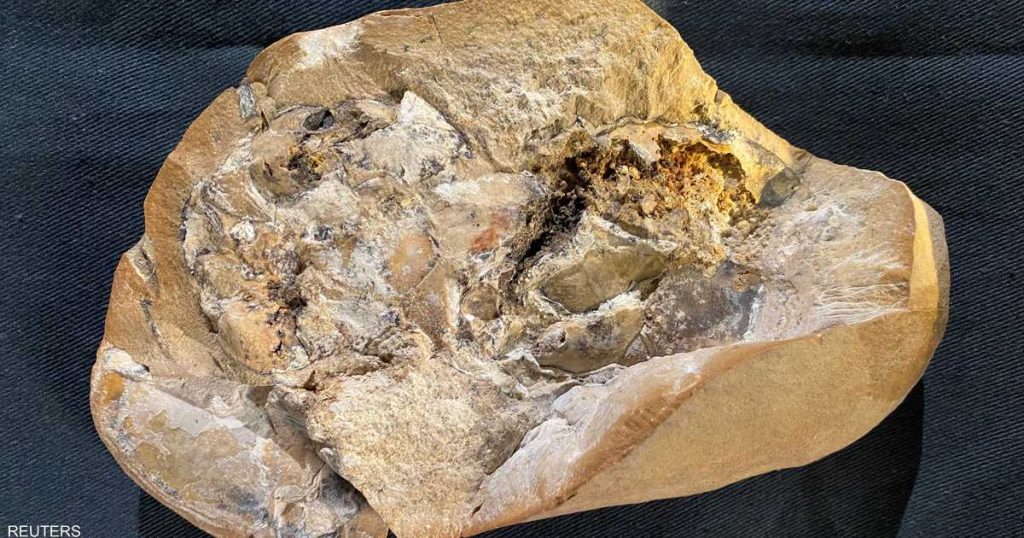 عمره أكثر من 359 مليون سنة.. اكتشاف “أقدم قلب في العالم”
