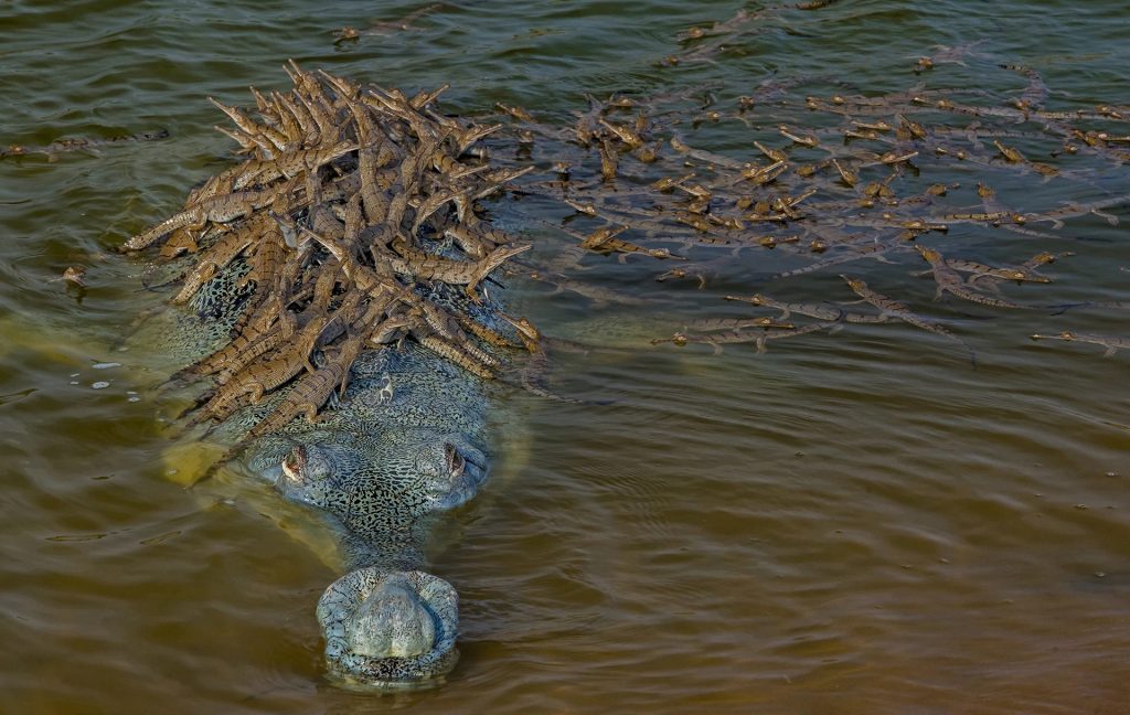 التقاط صورة طريفة لتمساح يحمل أكثر من 100 من صغاره فوق ظهره