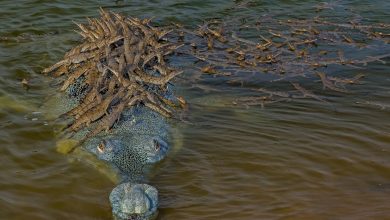صورة التقاط صورة طريفة لتمساح يحمل أكثر من 100 من صغاره فوق ظهره