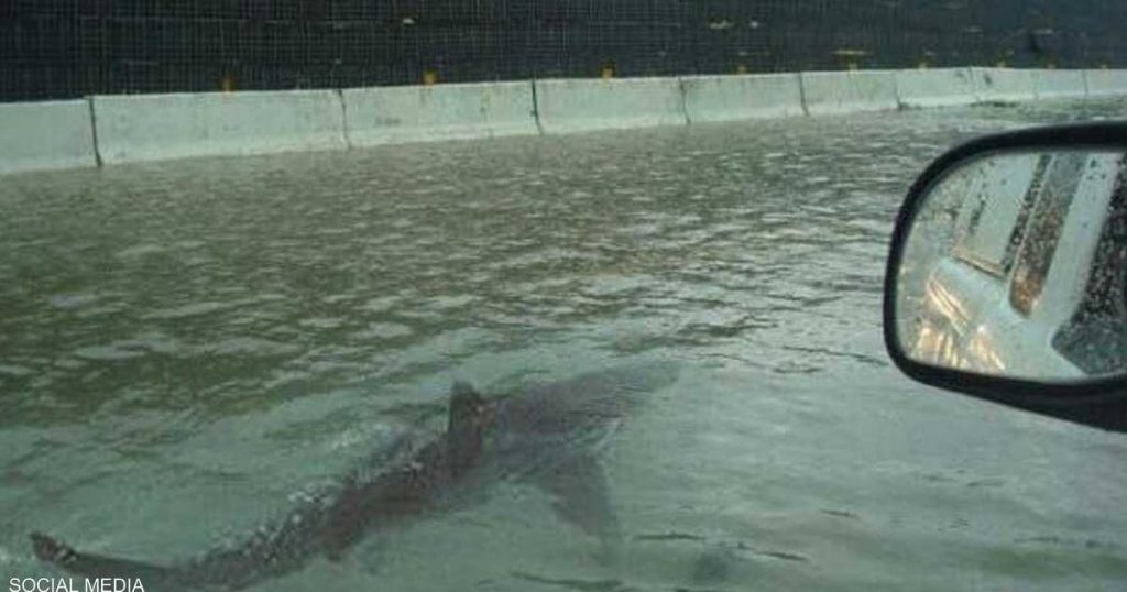 “إيان” يدفع سمك القرش للسباحة في شوارع فلوريدا