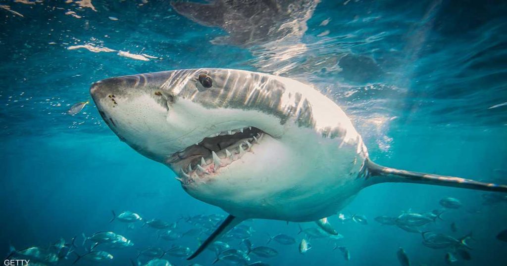 “دراسة مثيرة”.. أسماك القرش تقضي وقتاً طويلا في المياه التي يسبح الناس فيها