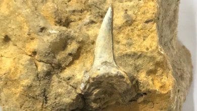 صورة السعودية.. اكتشاف بقايا أحفورية نادرة في تبوك على طول ساحل البحر الأحمر