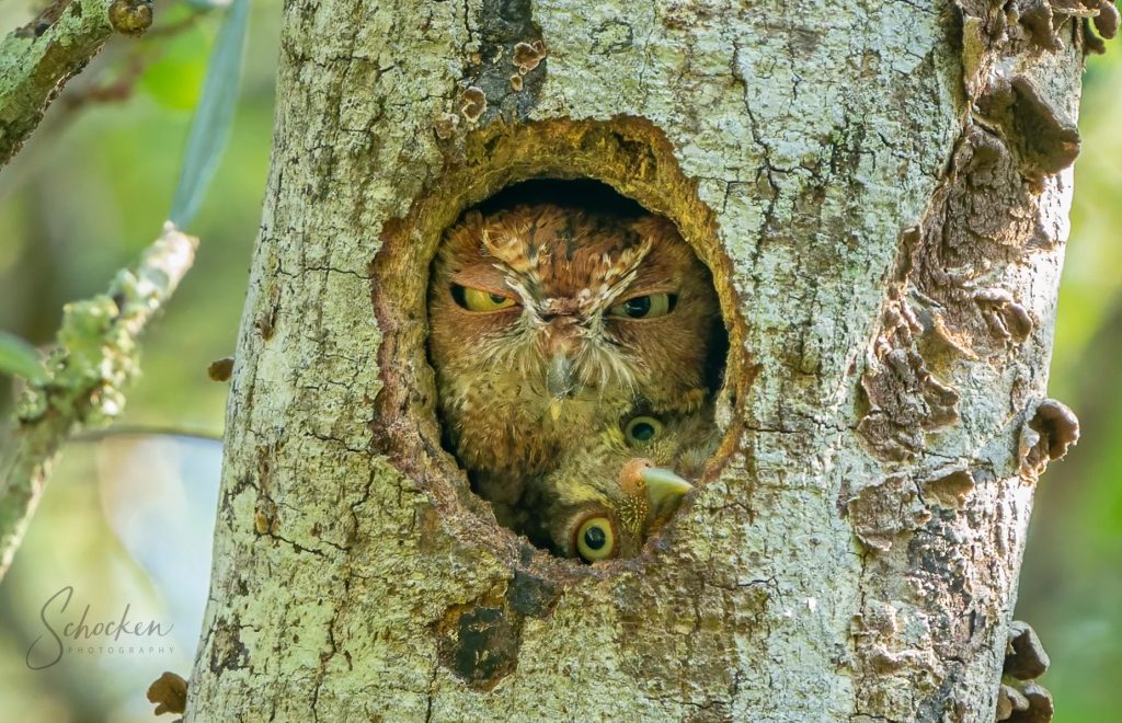 مصور يوثق التعابير “الغاضبة” لأنثى طائر البوم داخل جذع شجرة