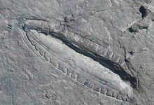 صورة عمرها 550 مليون عاما.. علماء يكتشفون “أقدم وجبة في العالم”