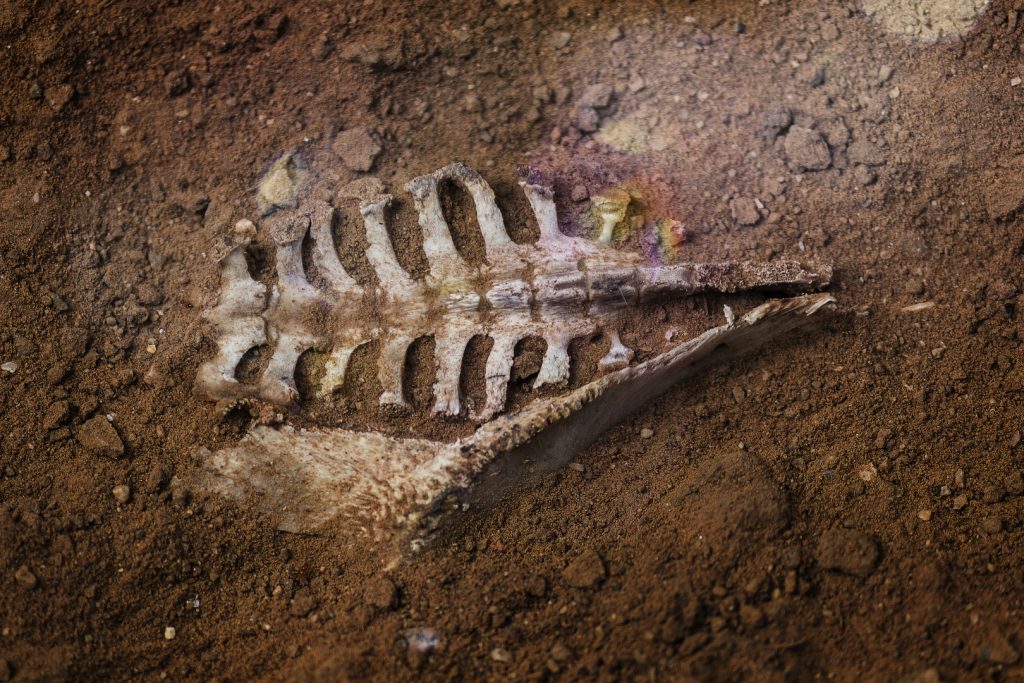 اكتشاف آخر وجبة تناولها ديناصور قبل 120 مليون عاما