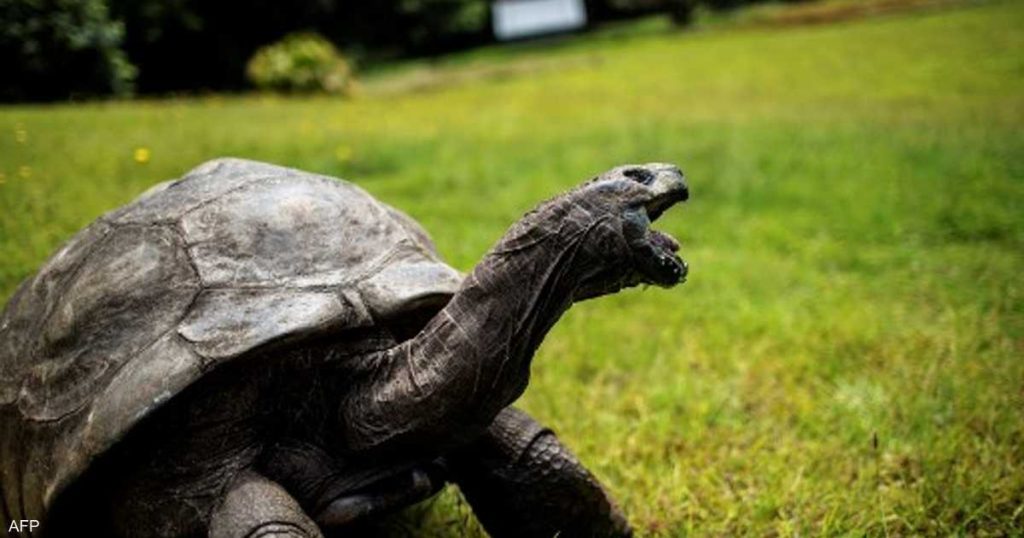 عمره 190 عام.. الاحتفاء بـ “جوناثان” أقدم حيوان بري في العالم