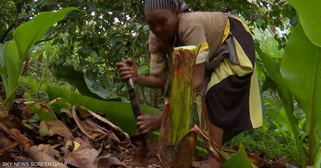 “أشجار الموز الكاذب”.. مصدر غذاء رئيسي في جنوب إثيوبيا