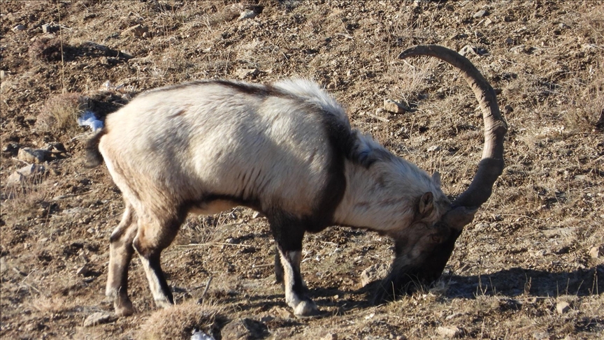 اكتشاف وجود ماعز جبلي وحيد القرن شرقي تركيا