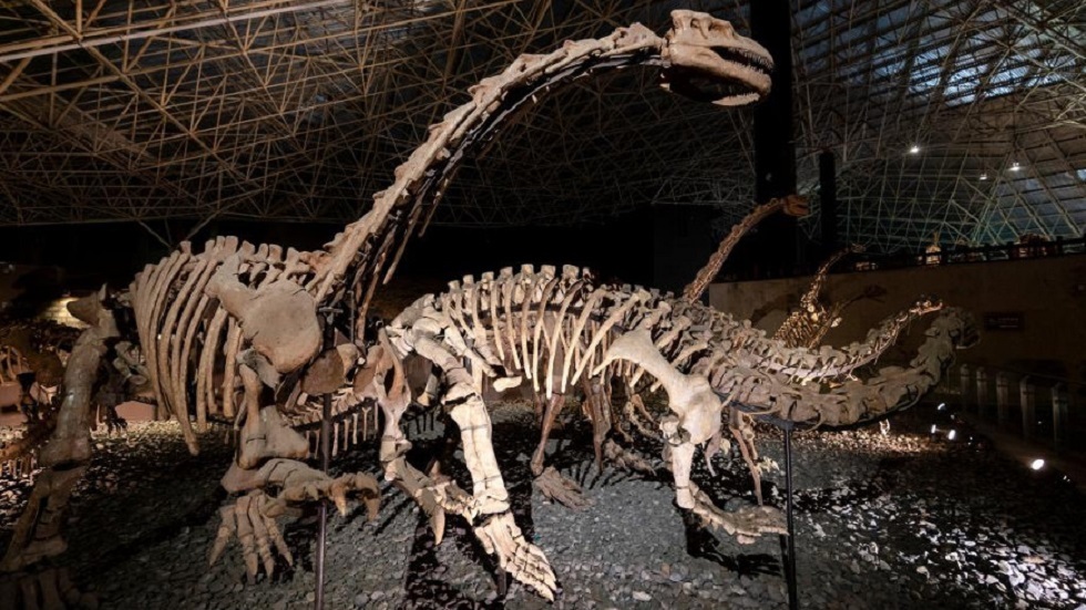 العثور على بقايا ديناصورات عمرها 170 مليون عام في الصين