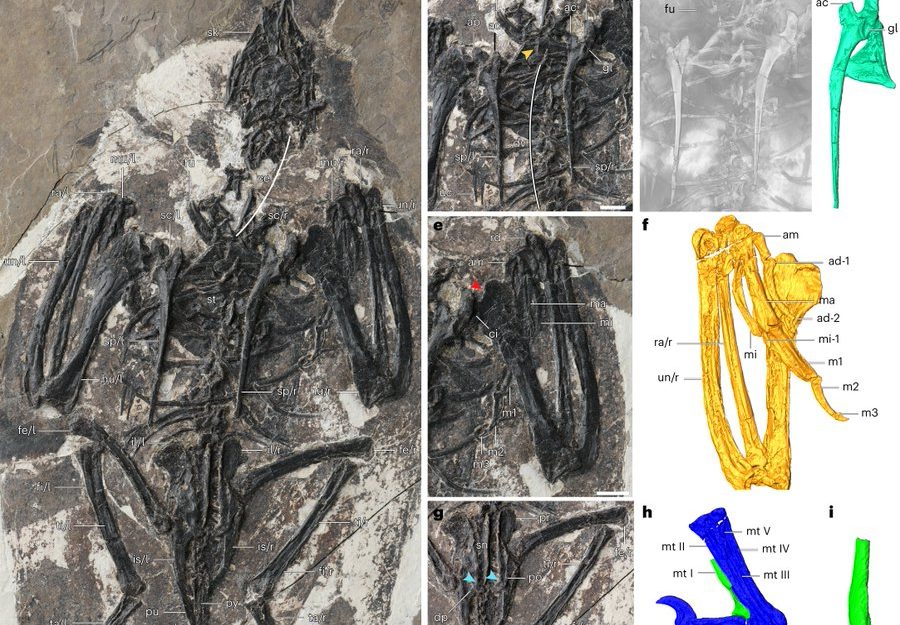اكتشاف مستحاثات مخلوق هجين من الديناصورات والطيور عمره 120 مليون عام