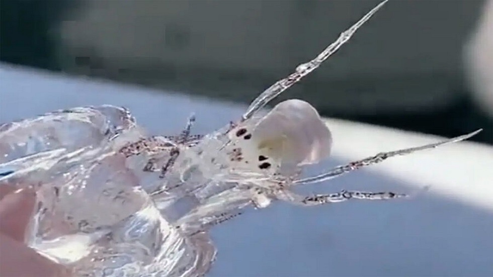 يشبه “الكائنات الفضائية”.. اصطياد مخلوق شفاف في المحيط