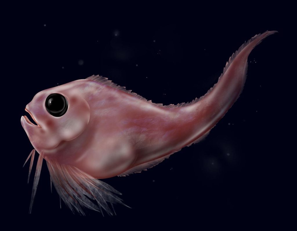 رقم قياسي جديد.. علماء يكتشفون سمكة تعيش على عمق 8000 متر
