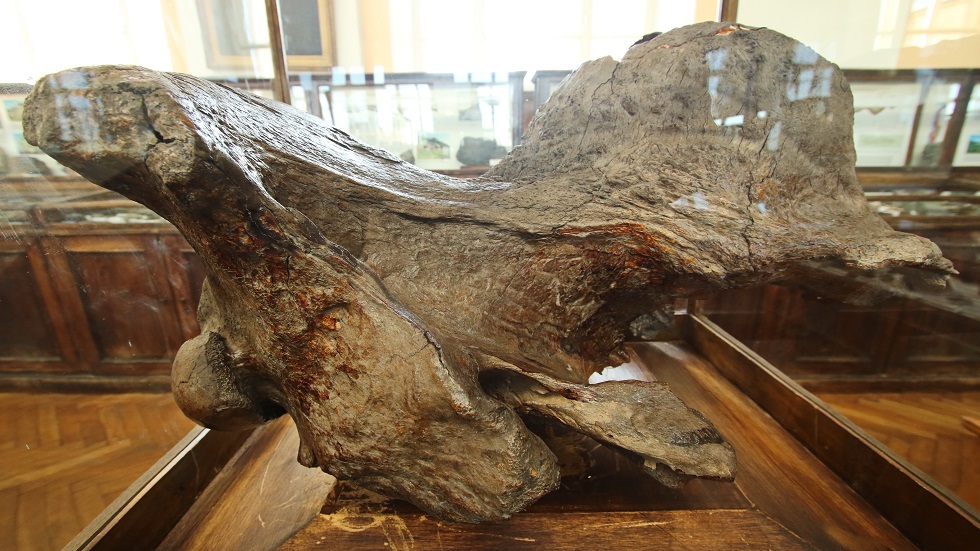 بطول 4 أمتار.. العثور على جمجمة وحيد القرن القديم في جنوب روسيا