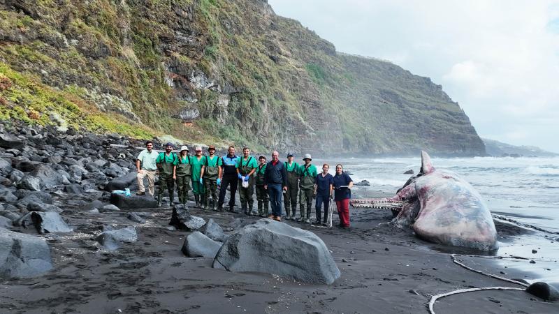 الفريق الإسباني الذي عمل على استخراج العنبر من الحوت النافق – تويتر