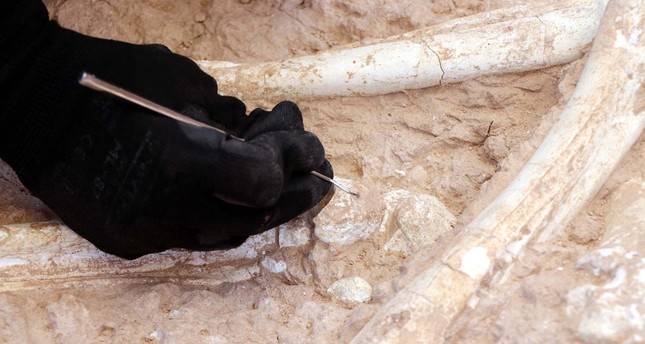 تركيا.. العثور على مستحاثة عظم زرافة عمرها أكثر من 7 مليون عام