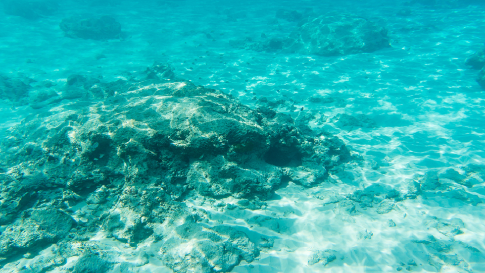 العلماء يكتشفون نظاما بيئيا جديدا كاملا مختبئا تحت قاع البحر