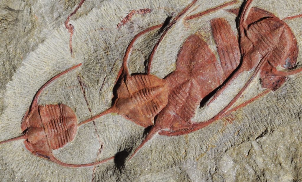 طولها متران.. اكتشاف حشرات عملاقة عمرها 470 مليون عام في المغرب